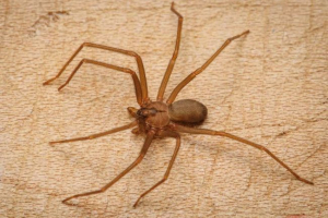 Пасажир літака майже втратив ноги через укус найбільш небезпечного павука Пасажир літака майже втратив ноги через укус найбільш небезпечного павука